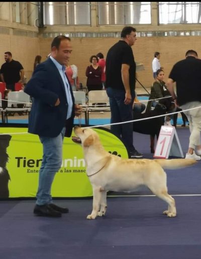 exposicion canina en jerez