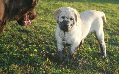 Hoy cumple 5 años nuestra Tiffany